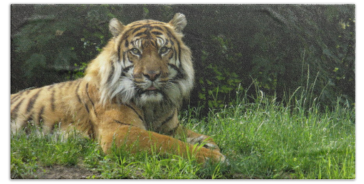 Siberian Tiger Beach Towel featuring the photograph Tiger at rest by Lingfai Leung