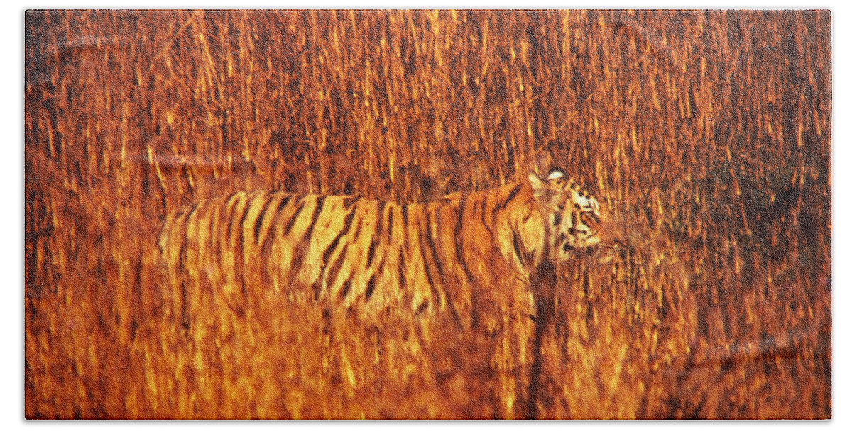 Tiger In Tall Grass Beach Towel featuring the photograph Tiger In Tall Grass by Stan Wayman