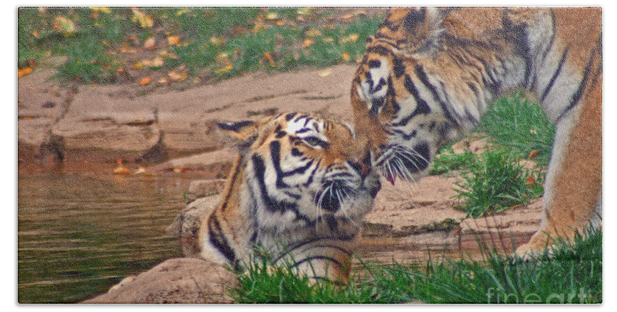 Zoo Beach Towel featuring the photograph Tiger Kiss by David Rucker