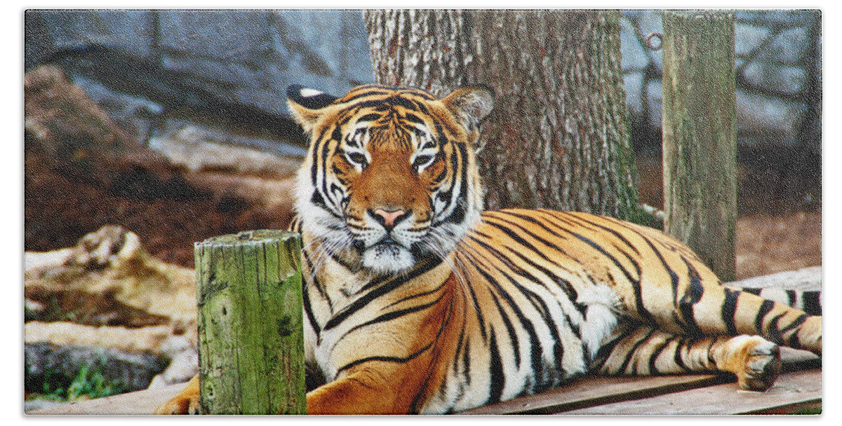 Tiger Beach Towel featuring the photograph Tiger Portrait by Aimee L Maher ALM GALLERY