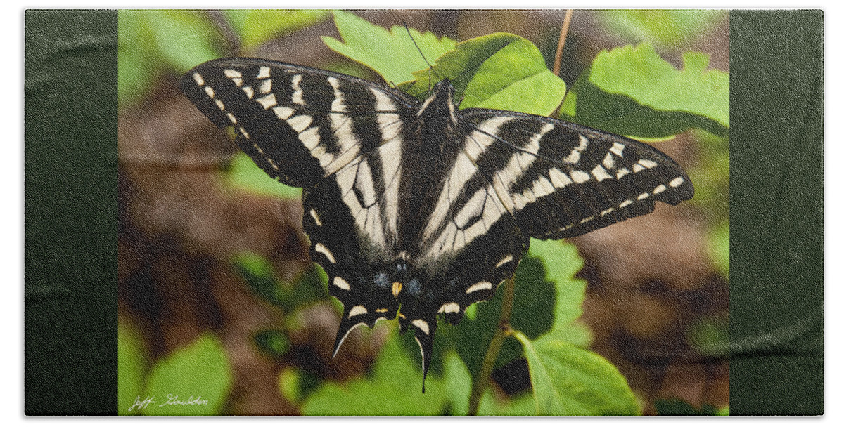 Animal Beach Sheet featuring the photograph Tiger Swallowtail Butterfly by Jeff Goulden