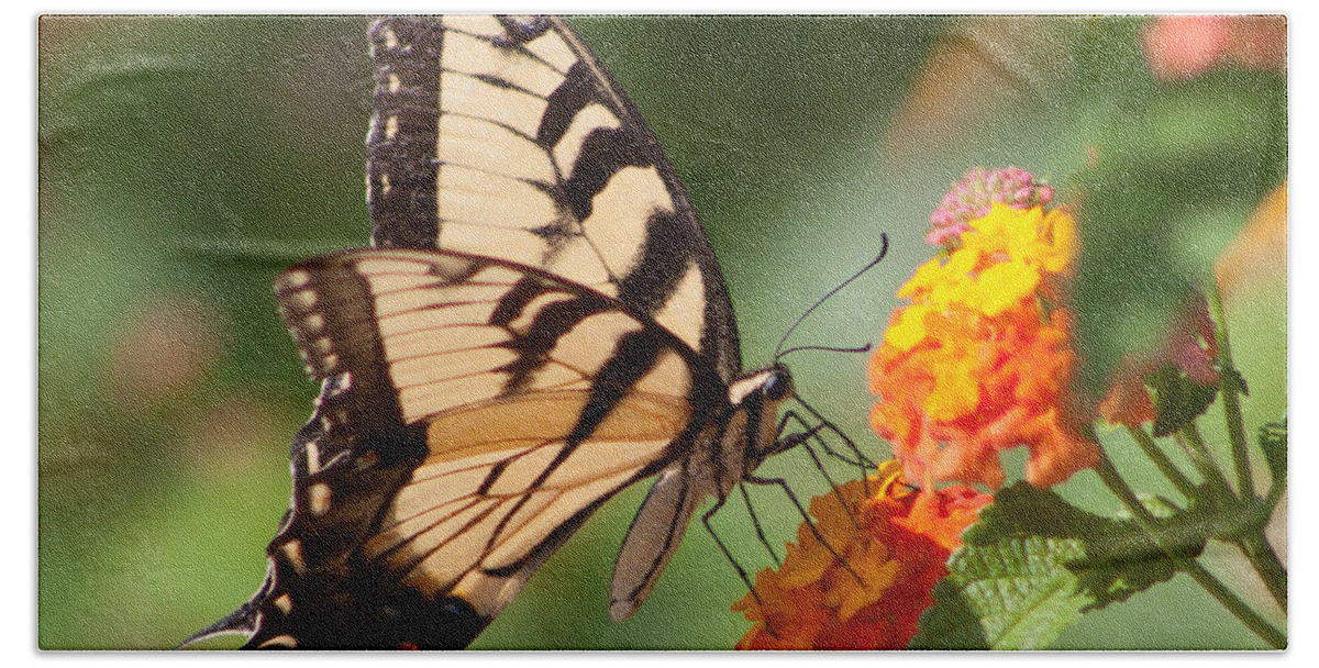 Butterfly Beach Towel featuring the photograph Tiger Swallowtail II by Lynne Jenkins