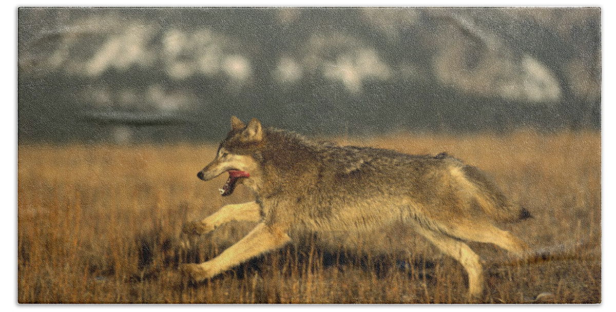 00191154 Beach Towel featuring the photograph Timber Wolf Running by Konrad Wothe