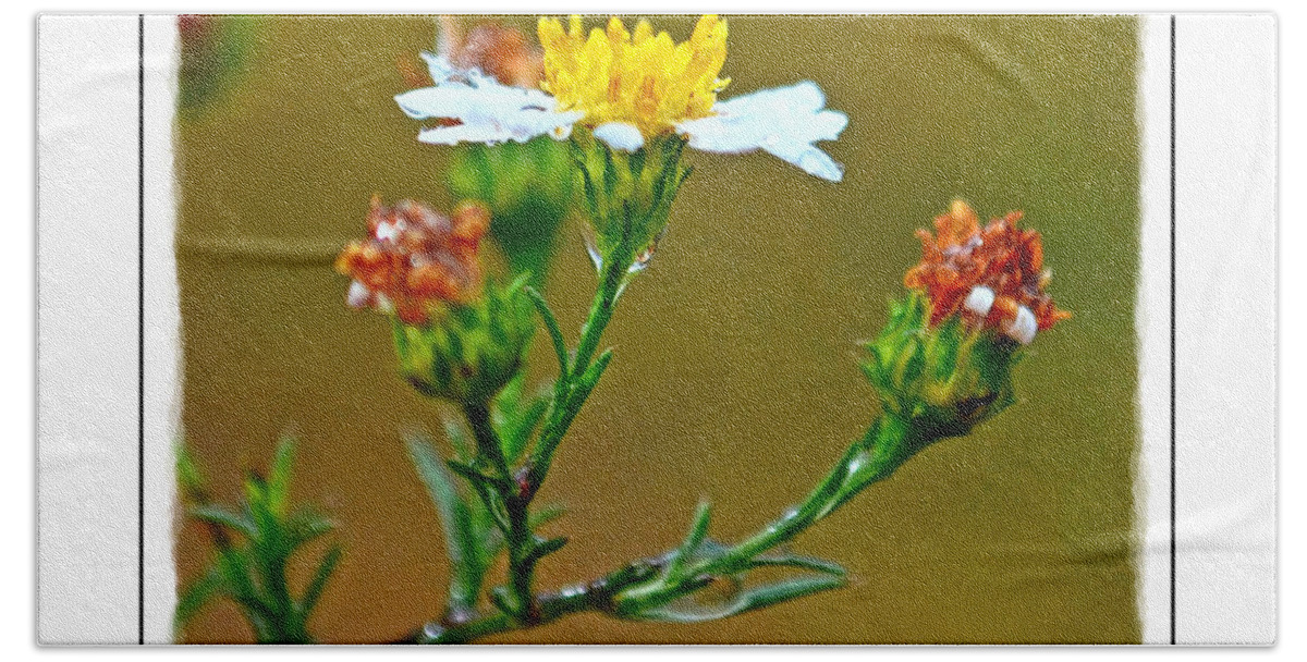 Tiny Beach Towel featuring the photograph Tiny Wildflowers 1 - White frame by Debbie Portwood