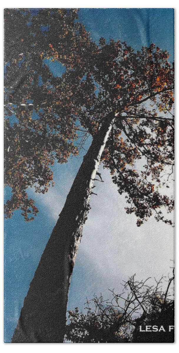 Tree Photography Beach Towel featuring the photograph Tippy Top Tree Photo by Lesa Fine