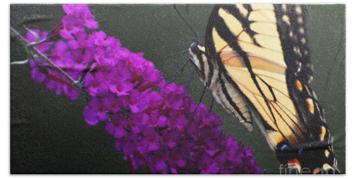Butterfly Beach Towel featuring the photograph Too Close For Comfort by Judy Wolinsky