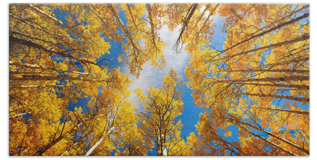 Aspens Beach Towel featuring the photograph Towering Aspens by Darren White