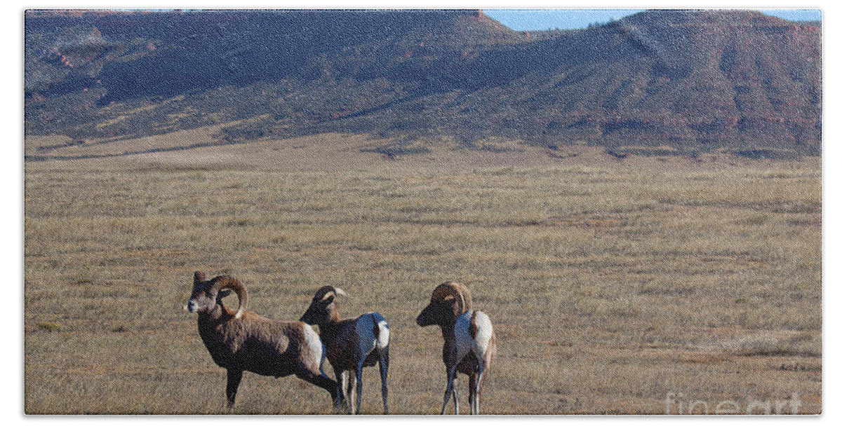 Bighorn Sheep Beach Towel featuring the photograph Traveling Band by Jim Garrison