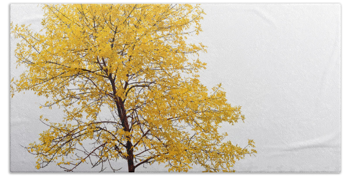 Autumn Beach Towel featuring the photograph Tree #1 by U Schade