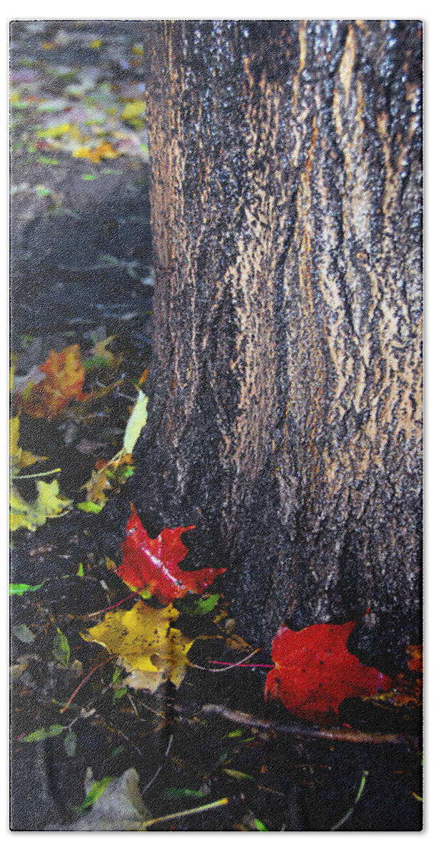 Tree Beach Sheet featuring the photograph Tree and Wet Leaves by Rick Shea
