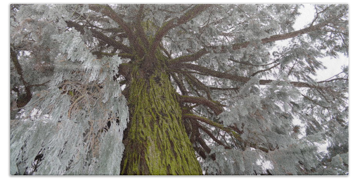 Nature Beach Towel featuring the photograph Tree In Winter by Felicia Tica