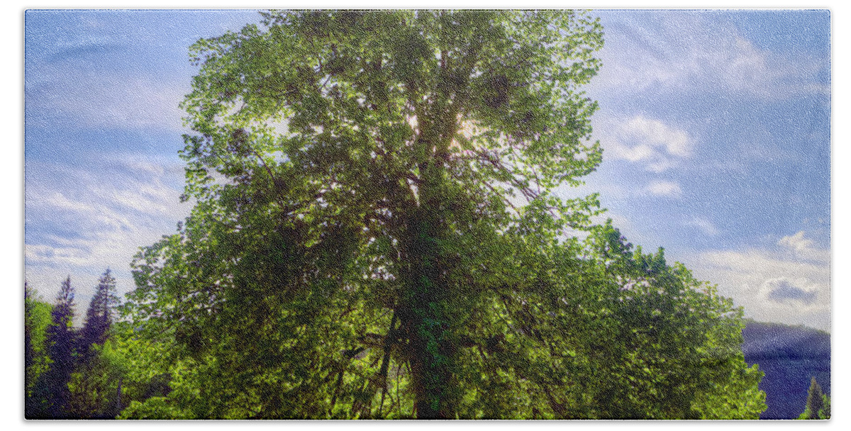 Autumn Beach Towel featuring the photograph Tree by Ivan Slosar