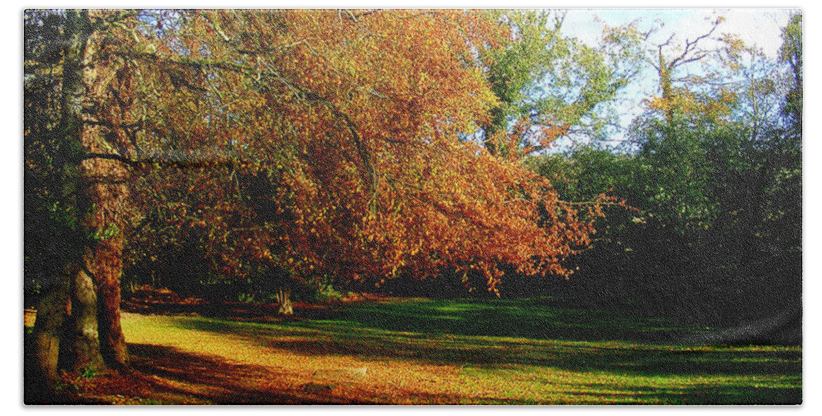 Tree Of Gold Beach Sheet featuring the photograph Tree Of Gold by Nina Ficur Feenan