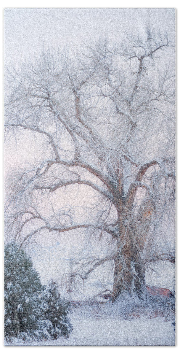 Winter Beach Towel featuring the photograph Tree of Snow by Darren White