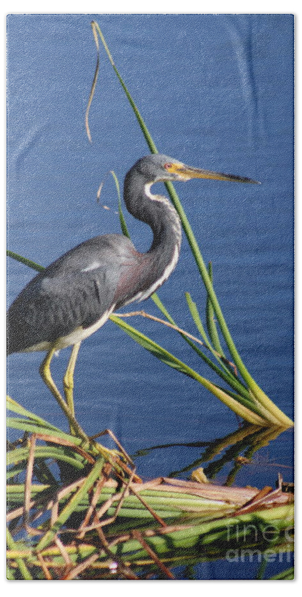 Tricolored Heron Beach Towel featuring the photograph Tricolored Heron At The Pond by Christiane Schulze Art And Photography