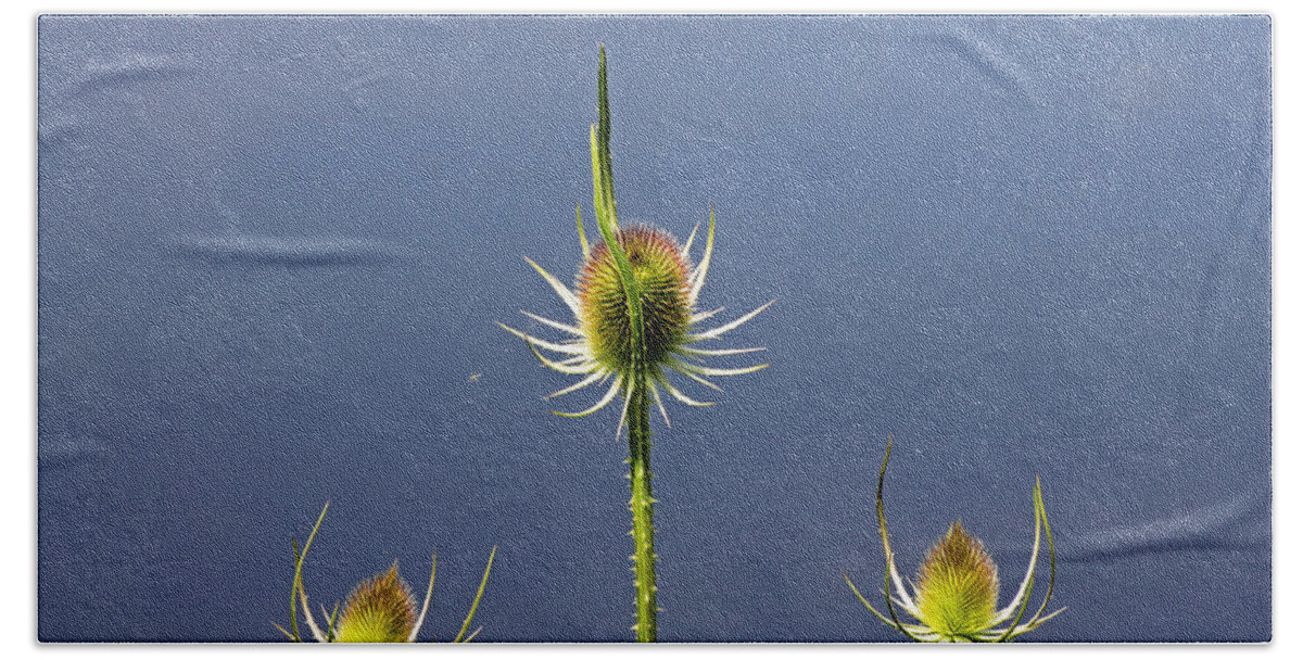 Cotswolds Beach Towel featuring the photograph Trio of Teasels by Tony Murtagh