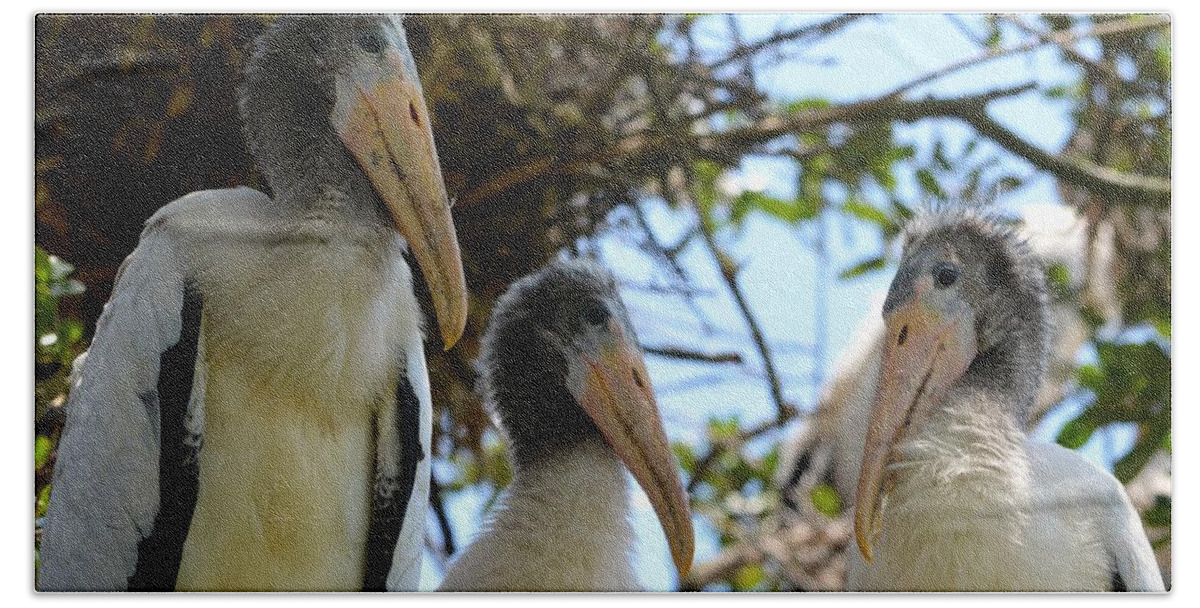 Family Beach Sheet featuring the photograph Triplet Wood Stork Nestlings by Richard Bryce and Family