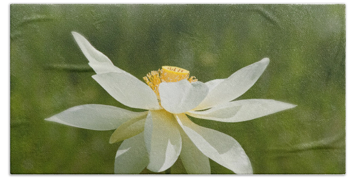 Lotus Beach Sheet featuring the photograph Tropical Lotus Flower by Kim Hojnacki