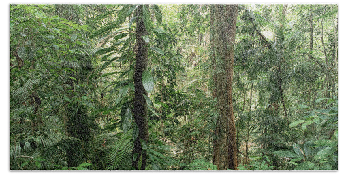 Feb0514 Beach Towel featuring the photograph Tropical Rainforest Bellenden Ker by Gerry Ellis