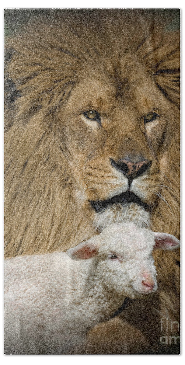 Lion And Lamb Beach Towel featuring the photograph True Companions by Wildlife Fine Art