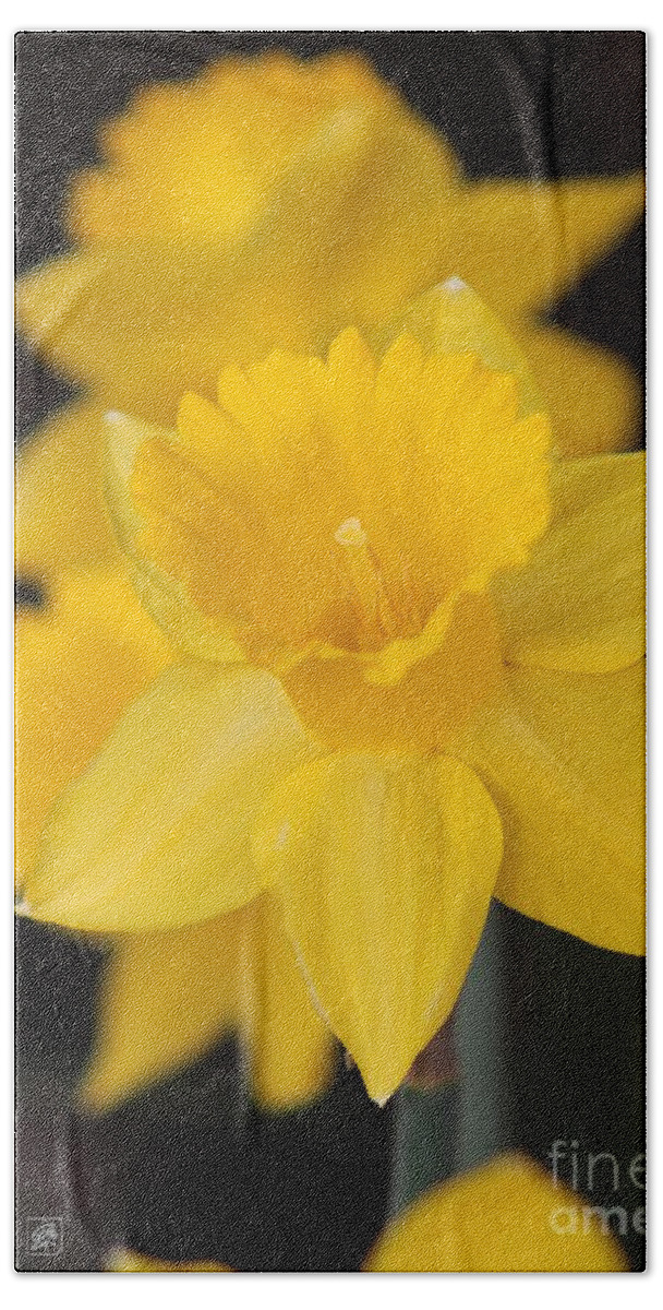 Mccombie Beach Sheet featuring the photograph Trumpet Daffodil named Exception by J McCombie