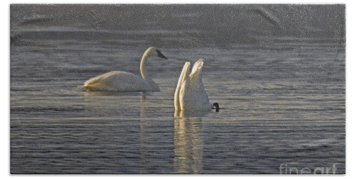 Trumpeter Swan Beach Towel featuring the photograph Trumpeter Swans by Ron Sanford