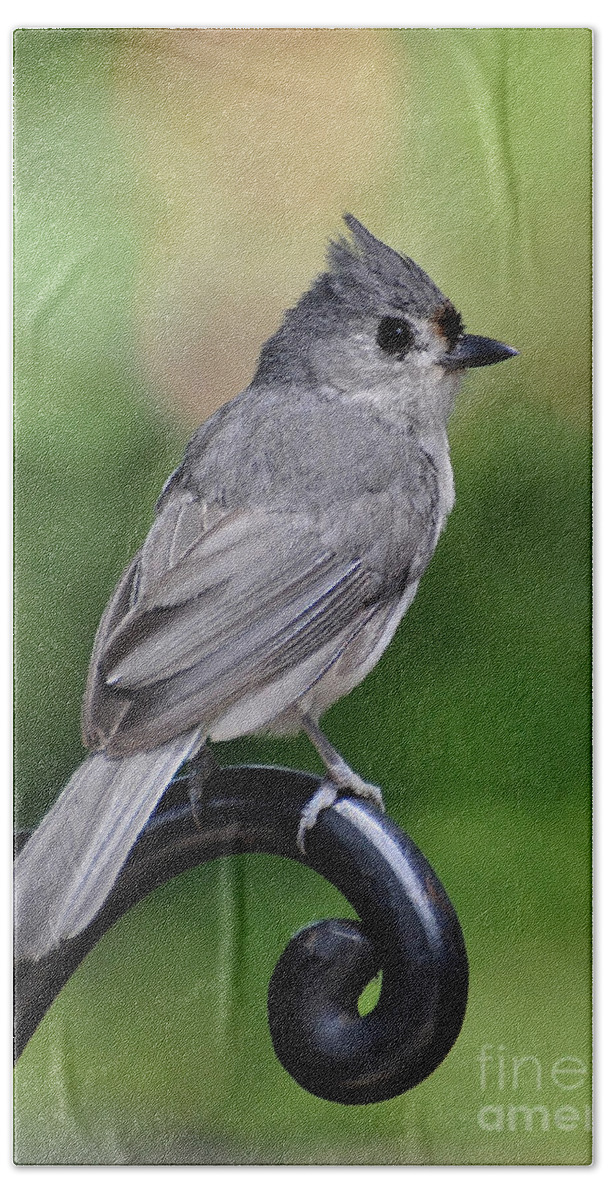 Birds Beach Towel featuring the photograph Tufted Titmouse by Kathy Baccari