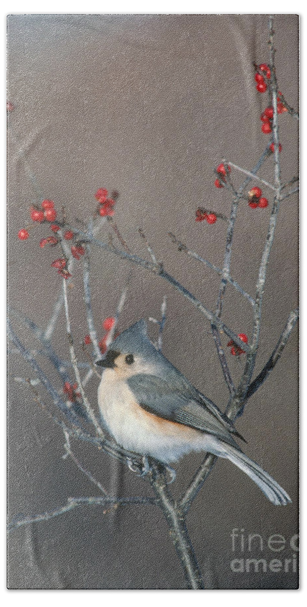 Tufted Titmouse Beach Towel featuring the photograph Tufted Titmouse by Larry West