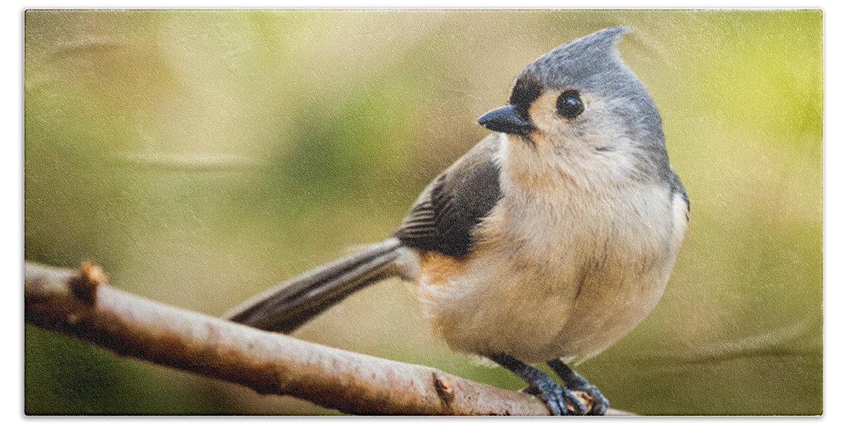 Eye Beach Towel featuring the photograph Tufted Titmouse perched on a branch by Mihai Andritoiu