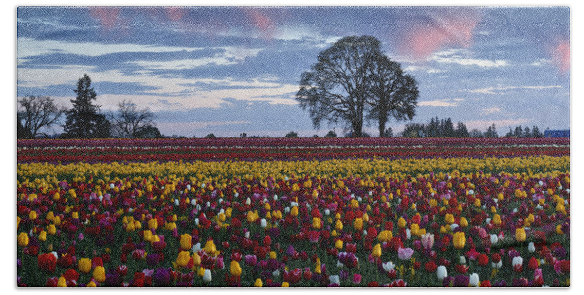 Tulip Field's Last Colors Beach Sheet featuring the photograph Tulip Field's Last Colors by Wes and Dotty Weber