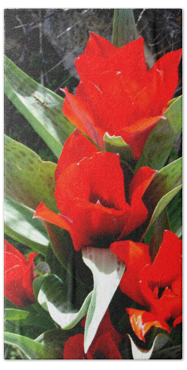 Tulips Beach Towel featuring the photograph Tulip Flame by Steve Karol
