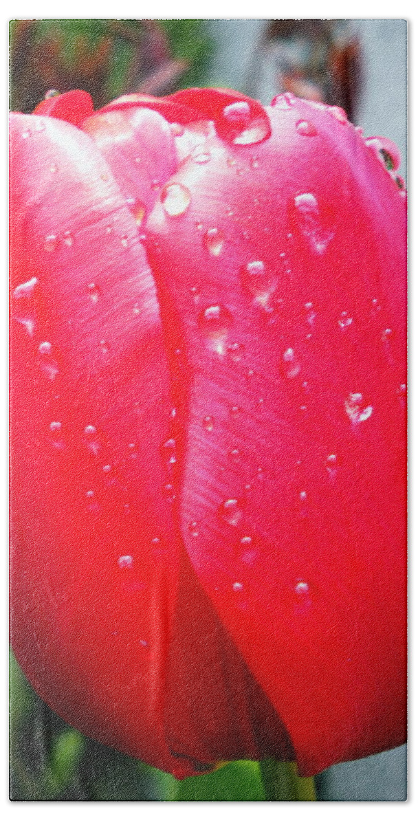 Coletteguggenheim Beach Towel featuring the photograph Tulip flower Rain Drops by Colette V Hera Guggenheim