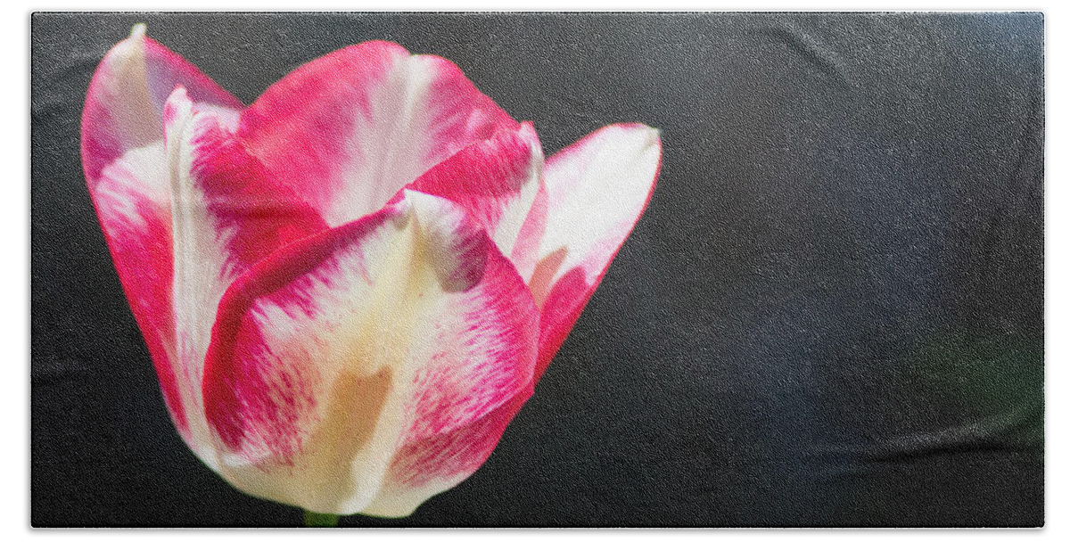 Tulip Beach Towel featuring the photograph Tulip on Black by Photographic Arts And Design Studio