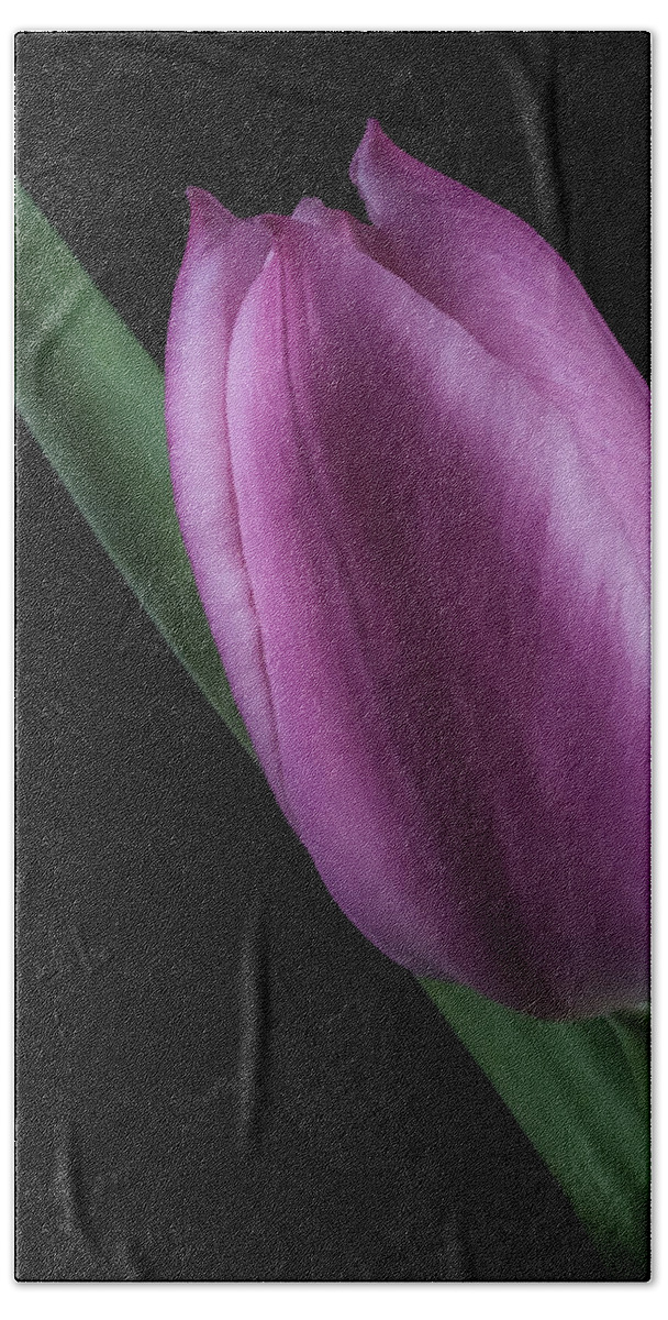 Flowers Beach Sheet featuring the photograph Tulip on Black by Shirley Radabaugh