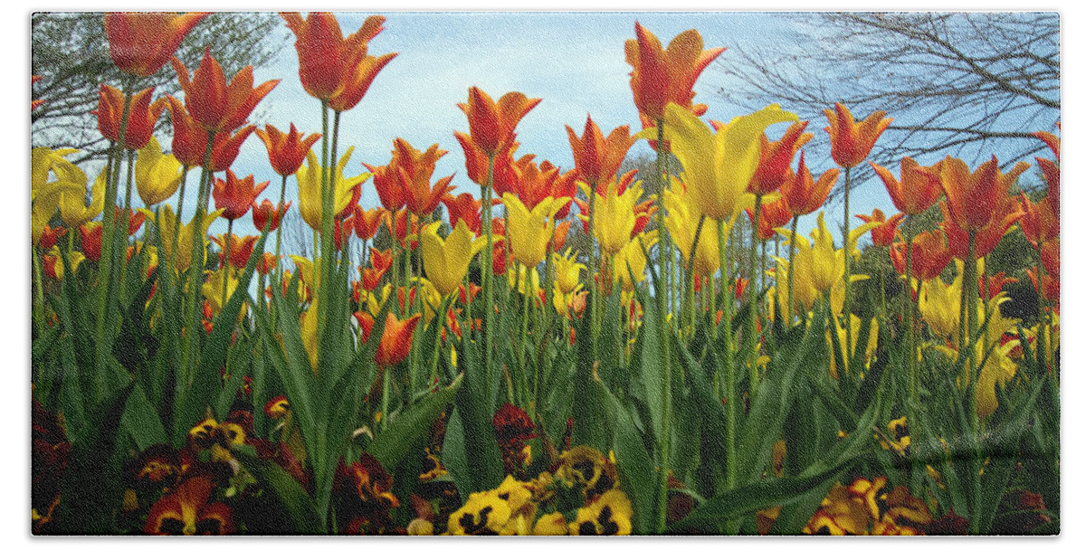 Flowers Beach Towel featuring the photograph Tulip Time by Farol Tomson