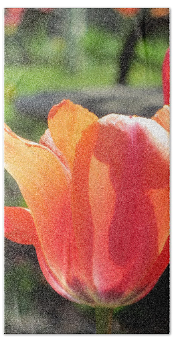 Tulip Beach Towel featuring the photograph Tulips Backlit 3 by Anita Burgermeister