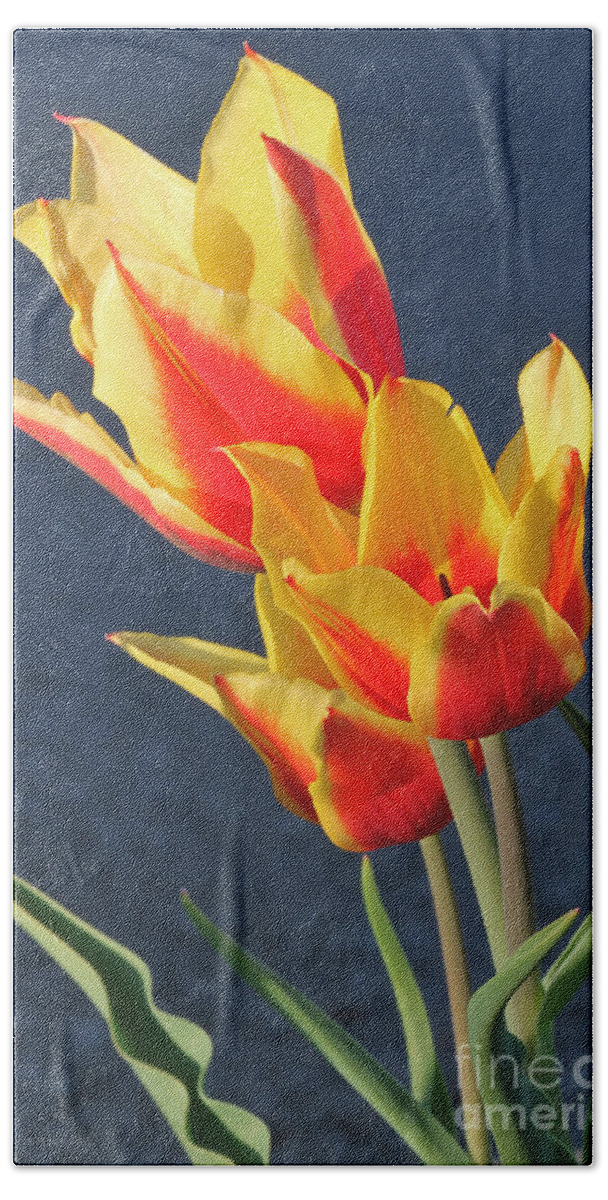 Flowers Beach Towel featuring the photograph Tulips by Todd Blanchard