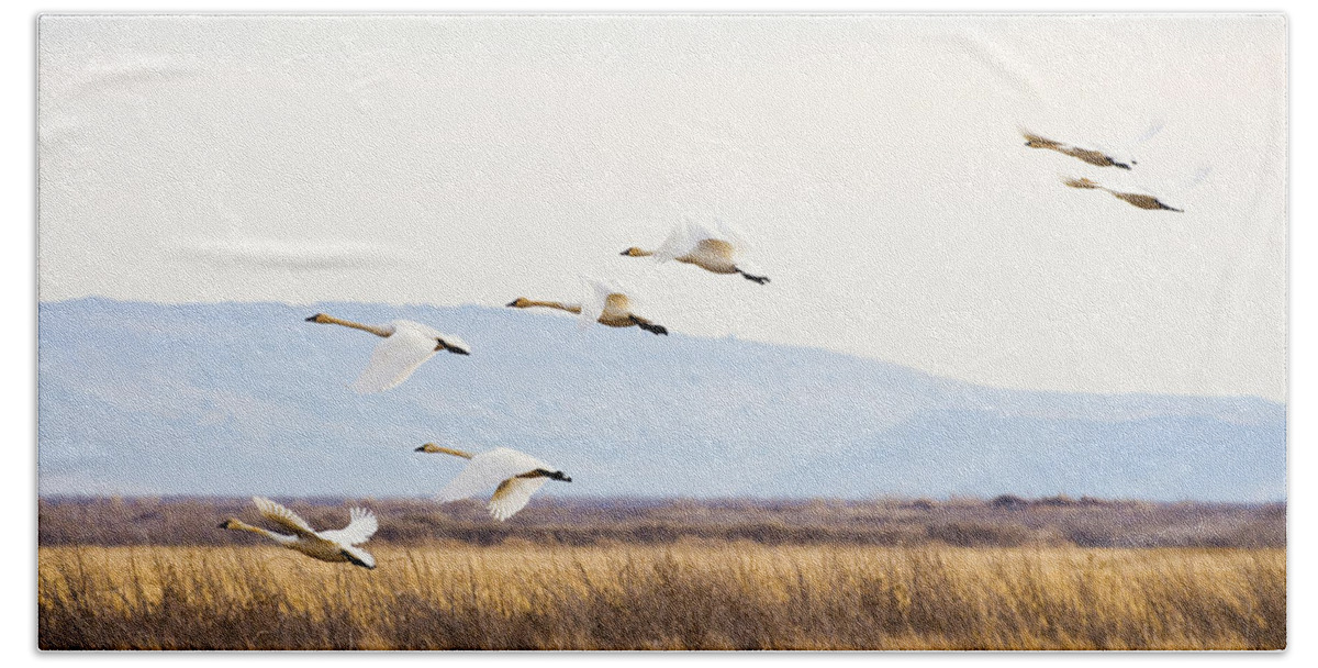 Tundra Swan Beach Towel featuring the photograph Tundra Swans In Flight by Priya Ghose