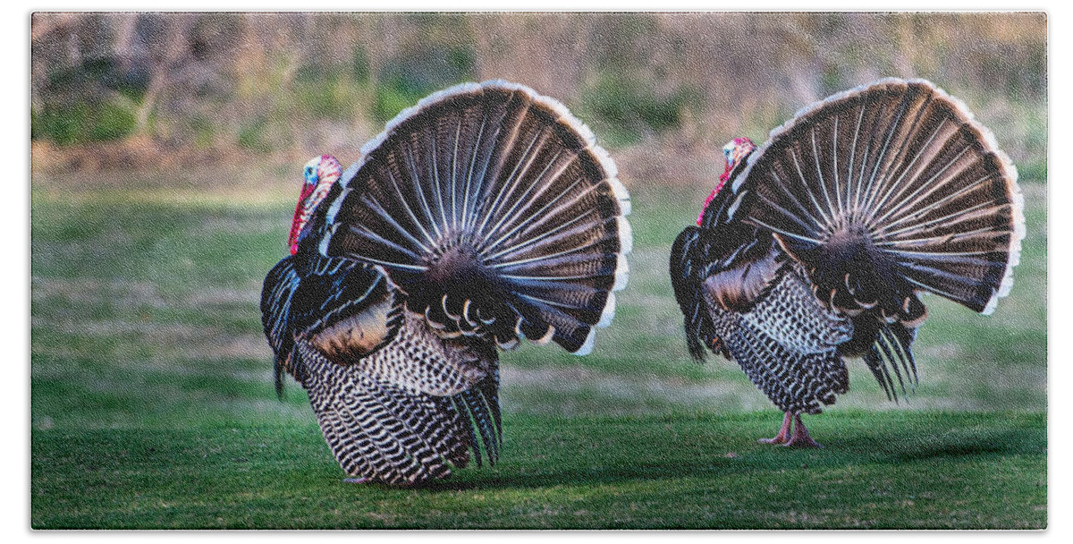 Bird Beach Towel featuring the photograph Turkey by John Johnson