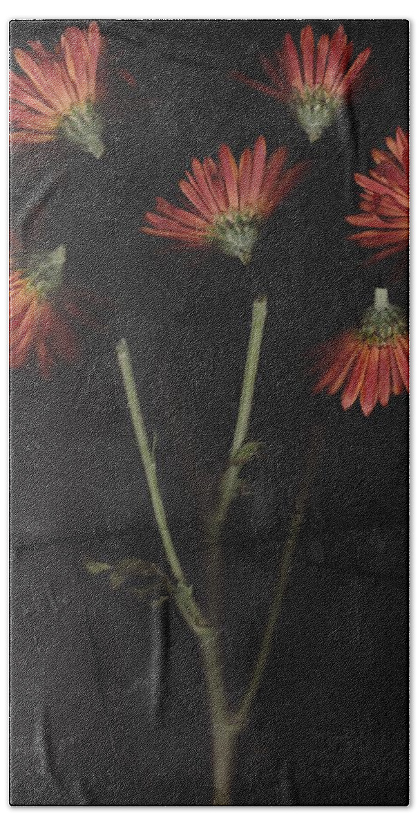 Flower Beach Towel featuring the photograph Turning Heads by Mark Ross