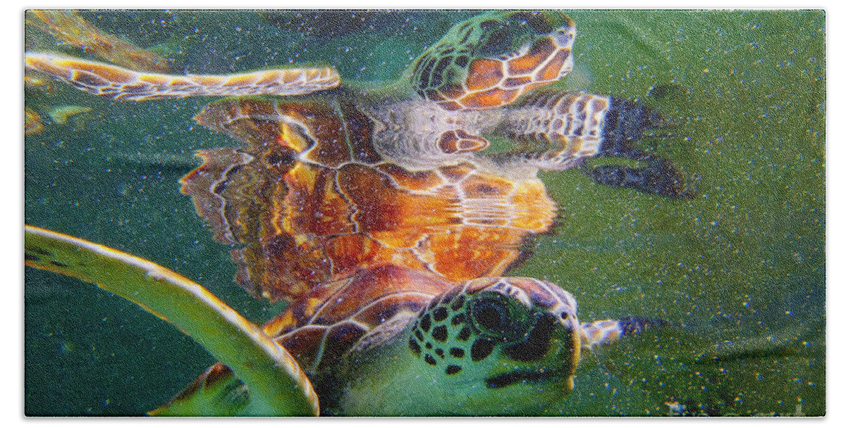 Turtle Beach Towel featuring the photograph Turtle reflection by Carey Chen