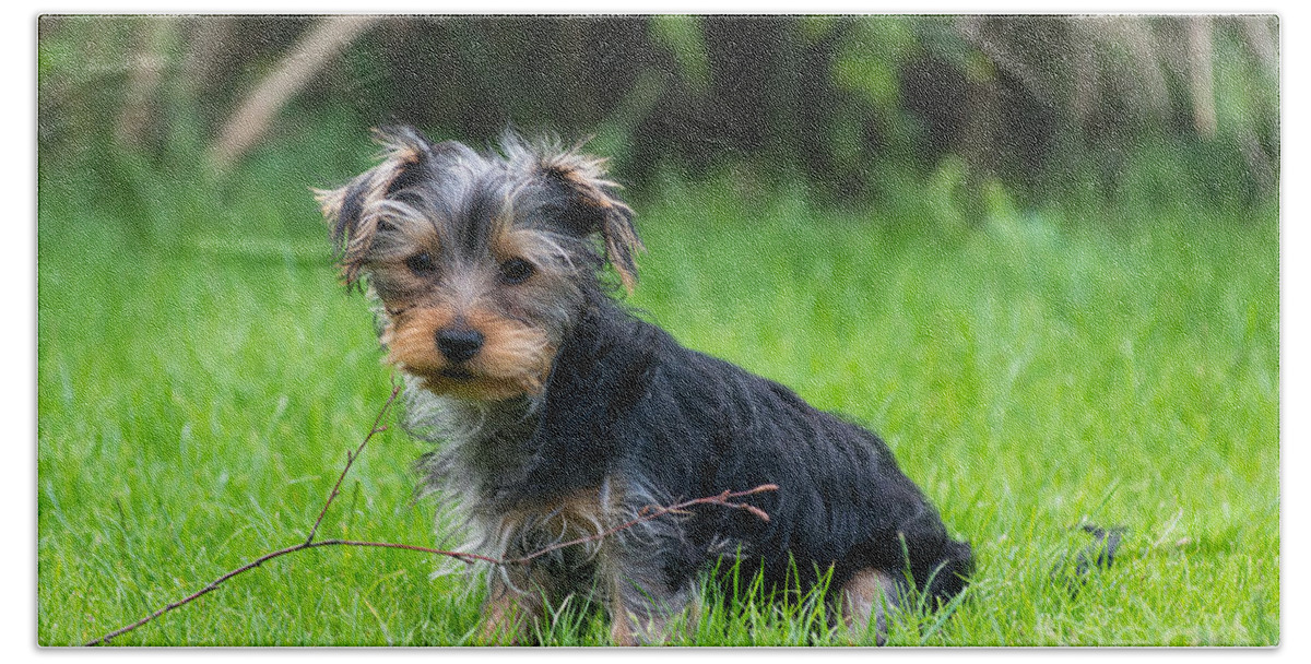 Yorkshire Terrier Beach Sheet featuring the photograph Twigs by Andrew Michael