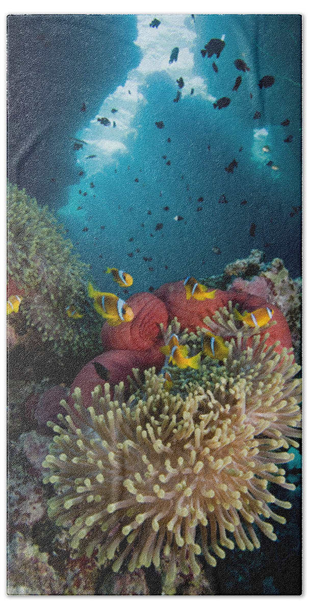 Nis Beach Towel featuring the photograph Two-banded Anemonefish And Bulb by Dray van Beeck