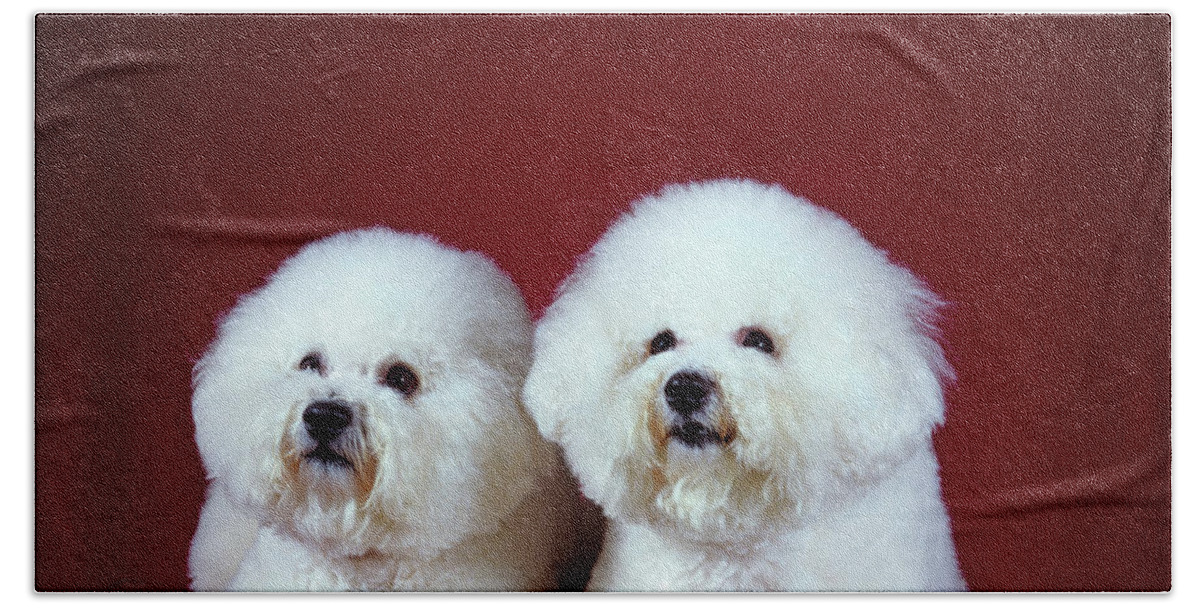 Photography Beach Towel featuring the photograph Two Bichon Frise Dogs Lying by Animal Images