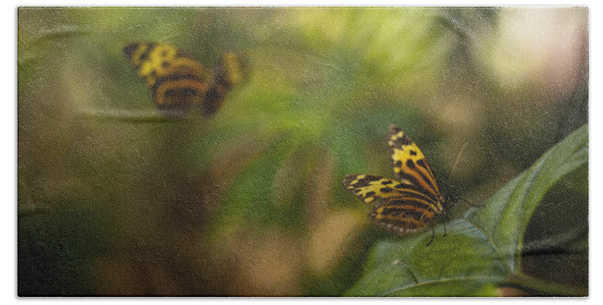 Butterfly Beach Towel featuring the photograph Two Butterflies by Bradley R Youngberg