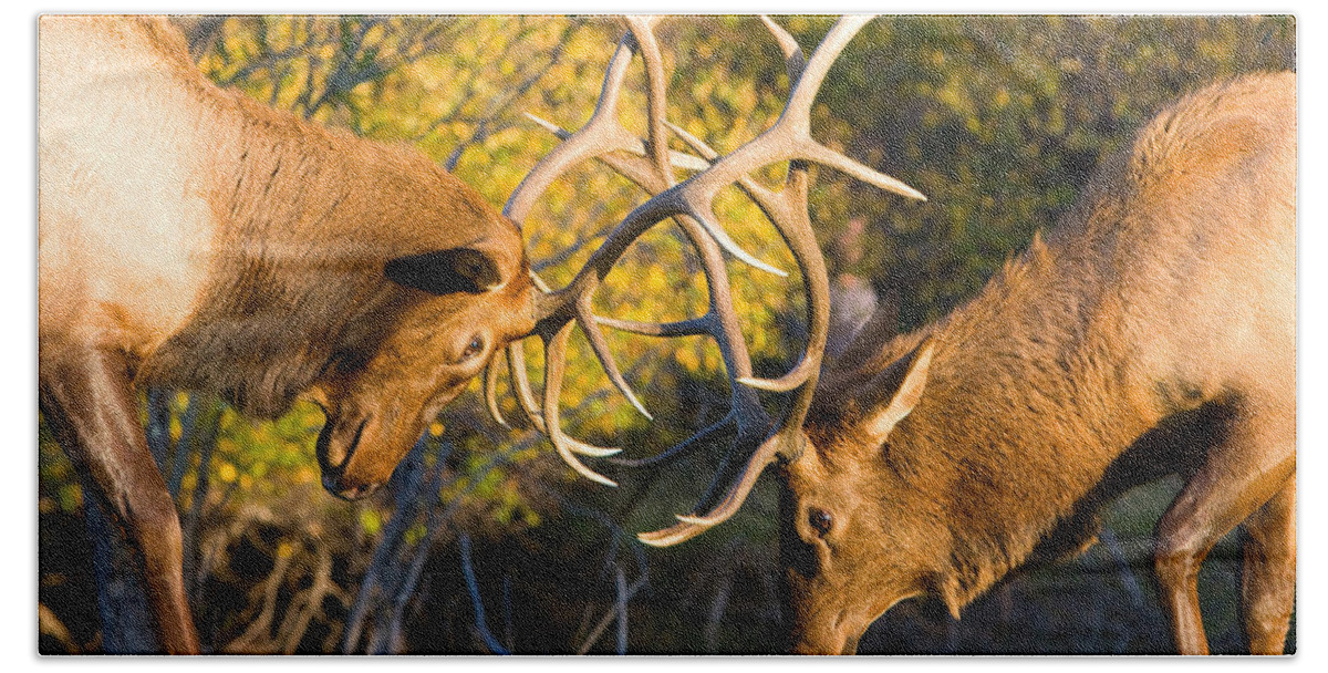 Autumn Beach Towel featuring the photograph Two Elk Bulls Sparring by James BO Insogna