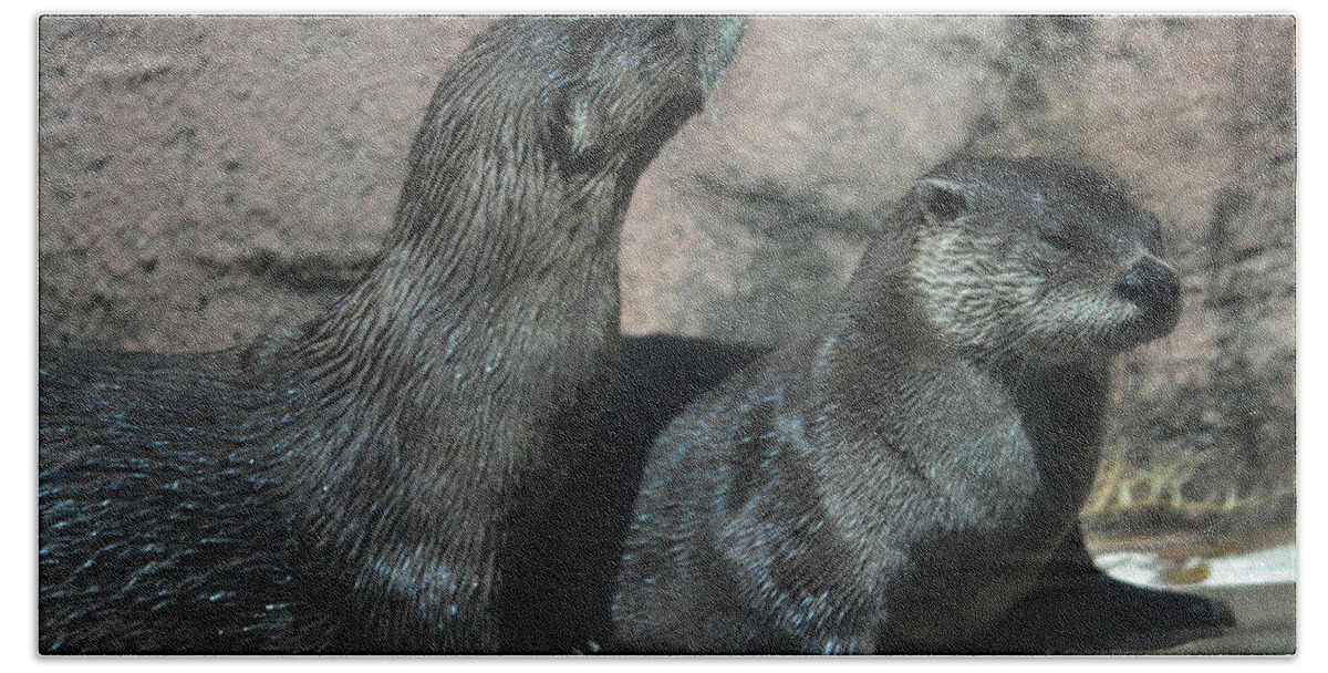 Otter Beach Sheet featuring the photograph Two Otters by Maggy Marsh
