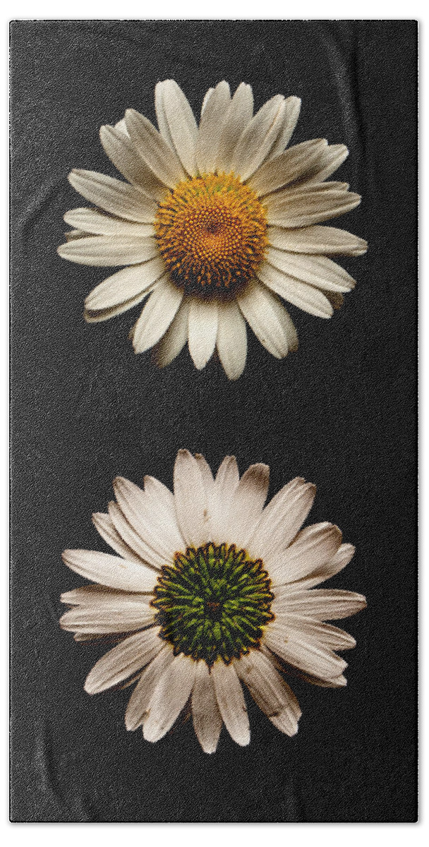 Daisy Beach Towel featuring the photograph Two Sides To Every Daisy No Text by Weston Westmoreland