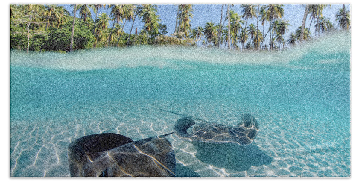 Above Beach Towel featuring the photograph Two Stingrays 1 by M Swiet Productions