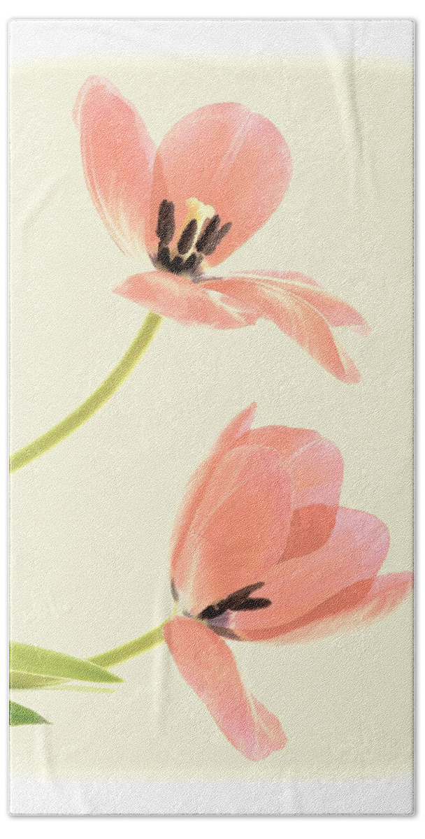 Flowers Beach Towel featuring the photograph Two Tulips in Pink Transparency by Phyllis Meinke